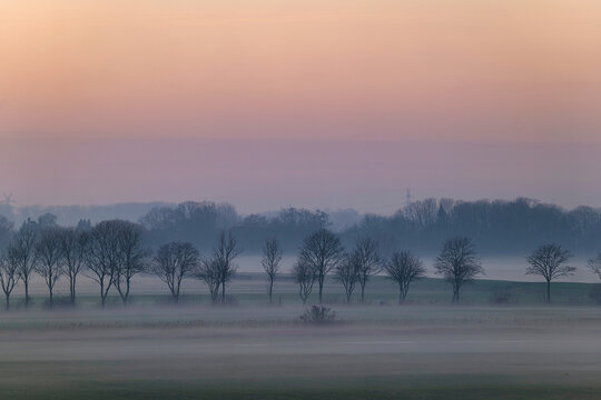 Trees in misty winter field at sunset, East Frisia, Lower Saxony, Germany