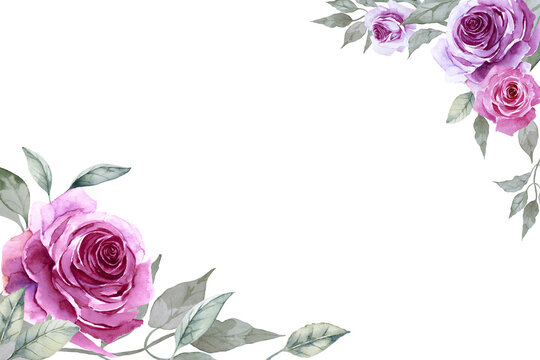 Two corner frame of beautiful purple roses and leaves on white background. Hand drawn watercolor. Copy space.