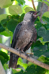 Crow on a branch, green leafs - Corvus