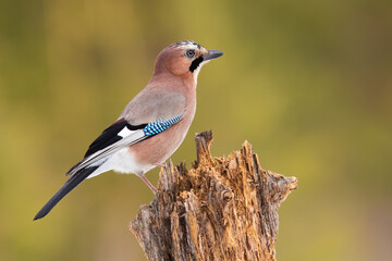 Eurasian jay, garrulus glandarius, sitting on stump in autumn from side. Brown bird with black and blue wings looking on tree. Little feathered animal watching on wood.