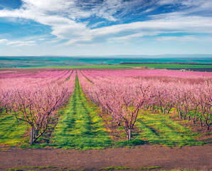 Marvelous spring view of peach gasrden in outskirts of Istanbul. Spectacular landscape of Turkey countryside. Picturesque outdoor spring garden. Beauty of nature concept background..