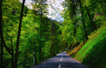 Empty straight road through an alpine forest, Glarus, Switzerland