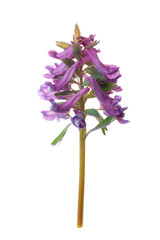 Hollowroot, Corydalis cava isolate on a white background, clipping path, no shadows. Corydalis cava, violet spring flowers of corydalis, macro, close-up.