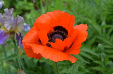 Blooming Oriental poppy, scientific name Papaver orientale.