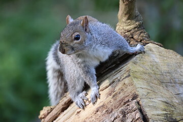 Squirrel on a tree