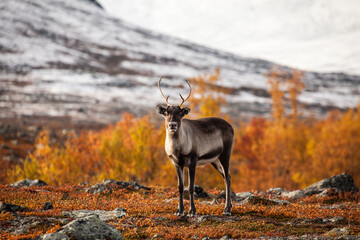 Reindeer in autumn. Abisko national park in Sweden.