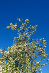 Flowering fruit trees branches against a blue sky