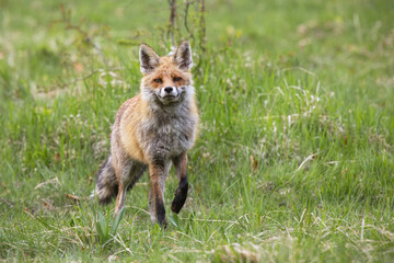 Red fox, vulpes vulpes, approaching on grassland in summertime nature. Orange mammal coming closer on meadow from front. Little predator moving on green field.