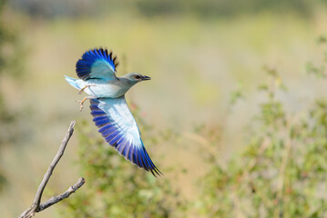 Coracias garrulus or European roller bird in wild nature