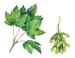 Watercolor sycamore maple branch and fruits. Acer pseudoplatanus isolated on white background. Hand drawn painting plant illustration.