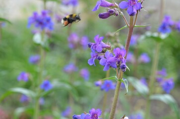 Blooming beardtongue, scientific name Penstemon mensarum