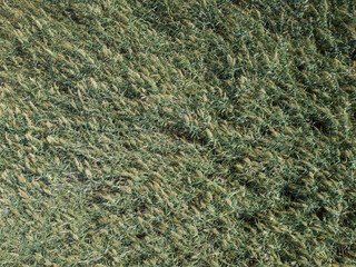 Fototapeta na wymiar Top view on background texture of green grass reeds