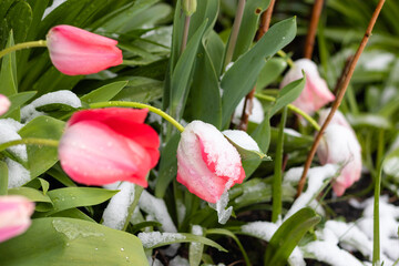 Garden tulips on the snow in April