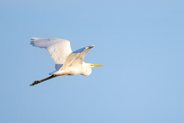 Great egret, Ardea alba in flight