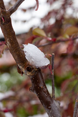 Snow damaging cherry tree, weather change in spring.