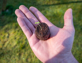 Keimling Symbolisch in er der Hand