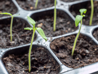 Junge Pflanzen in der Anzucht für den Garten