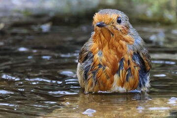 Robin in water