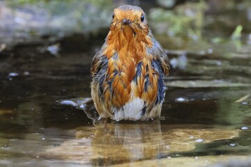Robin in water