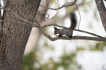 枝の上から下の様子を窺っているエゾリス