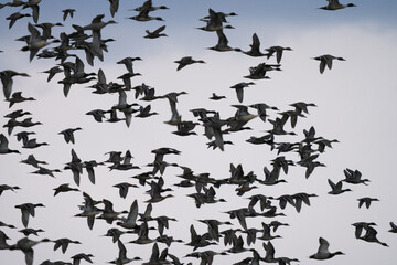 飛んで行く鴨の群れ