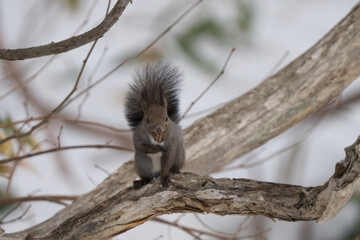 木の実を咥えているエゾリス