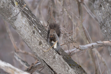 木の上で木の実を齧るエゾリス