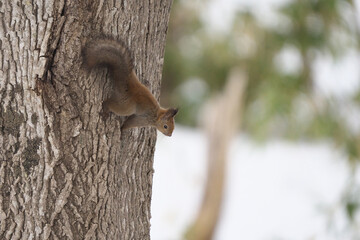 木から移動しようとしているエゾリス