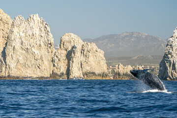 humpback whale breaching in cabo san lucas © Andrea Izzotti