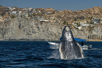 humpback whale breaching in cabo san lucas © Andrea Izzotti