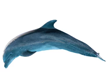 Foto op Plexiglas bottlenose dolphin isolated on white © Andrea Izzotti