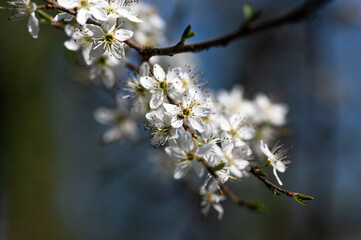 Prunus spinosa - Blackthorn - Prunelier