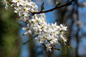 Prunus spinosa - Blackthorn - Prunelier