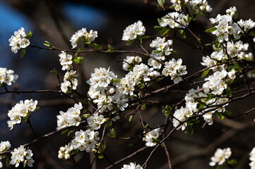 Prunus spinosa - Blackthorn - Prunelier