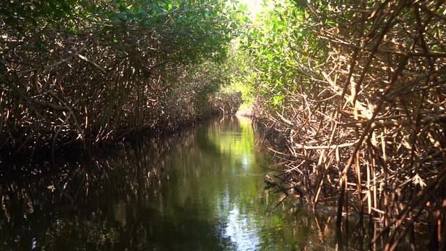 Drifting Through the Mangroves in an Estuary