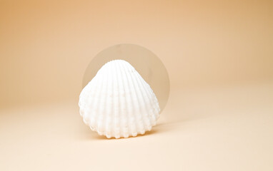 white seashell