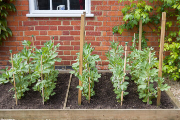 Fava bean plants growing in a vegetable plot, English garden UK