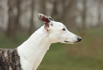 Obraz na płótnie Canvas Greyhound dog for a walk in the forest in spring
