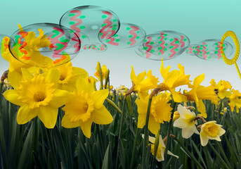 Easter daffodil, bubbles eggs. Easter daffodils become a symbol of the Resurrection throughout the Christian world. Celebrate Easter as a festival of new hope. Eggs and baby chicks symbolize new life.