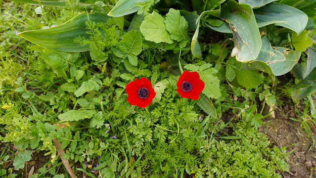 Close-up photos of red poppy flowers blooming in spring.