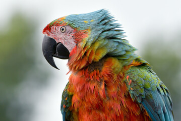 Close-up portrait of a scarlet macaw, Indonesia
