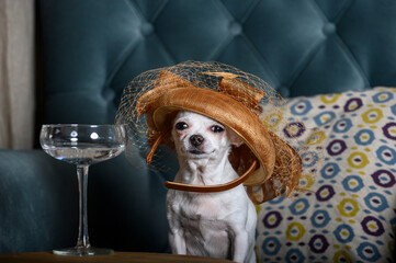 A Chihuahua in a fashionable hat with a veil sits in a cozy lilac armchair with a filled glass in front of him. Studio photography.