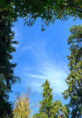 Obraz premium Fragment of blue sky with clouds framed by trees and trees. Place to place text. Autumn sunny weather.