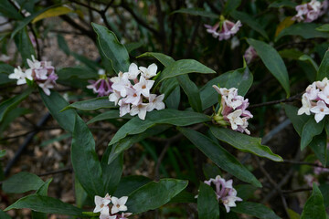Daphne odora shrub in bloom