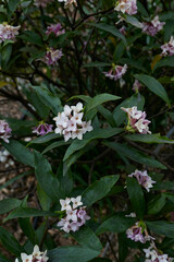 Daphne odora shrub in bloom