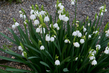 Leucojum aestivum 