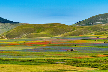 Lentil flowering with poppies and cornflowers in Castelluccio di Norcia, Italy