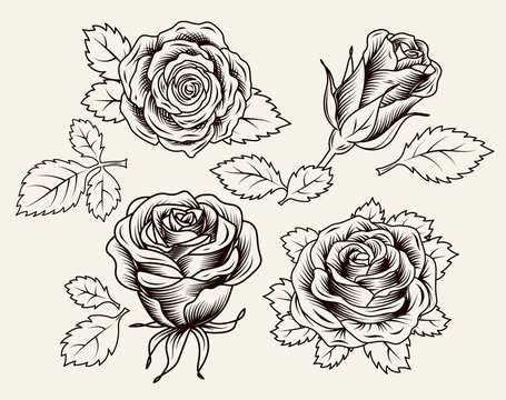Clip art with lush blooming roses and leaves. Single flowers and half-blown bud. Engraving vintage style. Isolated monochrome vector illustration black on white.
