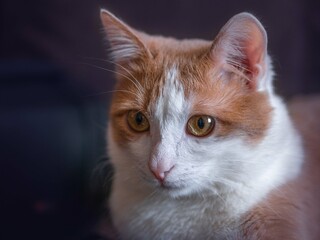 The muzzle of a purebred white cat with red spots lies on a dark background and looks down. Yellow eyes, big mustache. Close-up. Pet