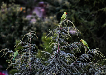 Trois perruches dans un sapin